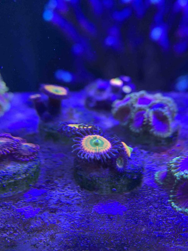 پلیپ زوانتوس آفتابی