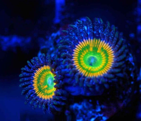 پلیپ زوانتوس آفتابی