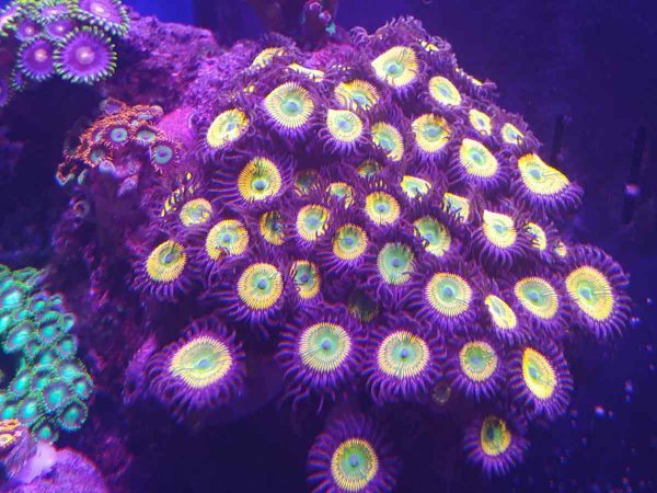 پلیپ زوانتوس آفتابی