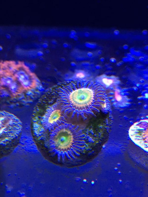 پلیپ زوانتوس آفتابی