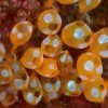 White Spot Ascidian