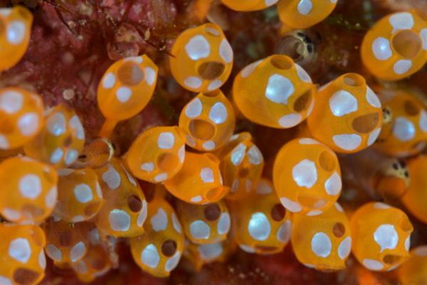White Spot Ascidian