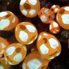 White Spot Ascidian