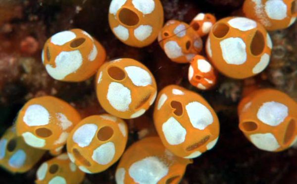 White Spot Ascidian