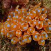 White Spot Ascidian
