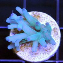 acropora turaki