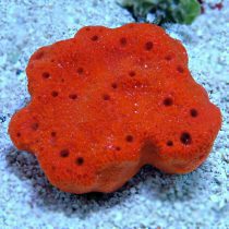 Red Ball Sponge