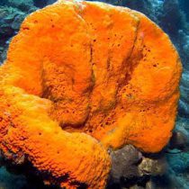 Orange Elephant Ear Sponge