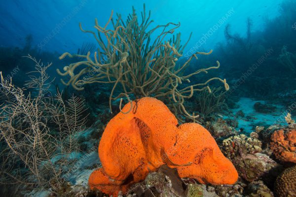 Orange Elephant Ear Sponge