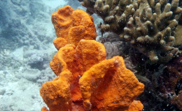 Orange Elephant Ear Sponge