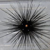 Black Longspine Urchin