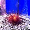 Blue Spot Urchin