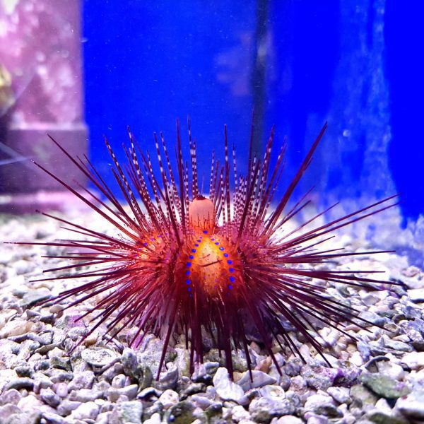 Blue Spot Urchin