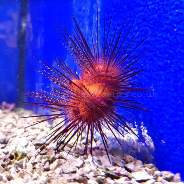 Blue Spot Urchin