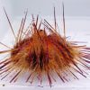 Blue Spot Urchin