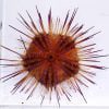Blue Spot Urchin