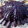 Shield Sea Urchin