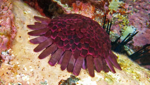 Shield Sea Urchin
