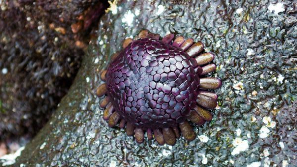 Shield Sea Urchin