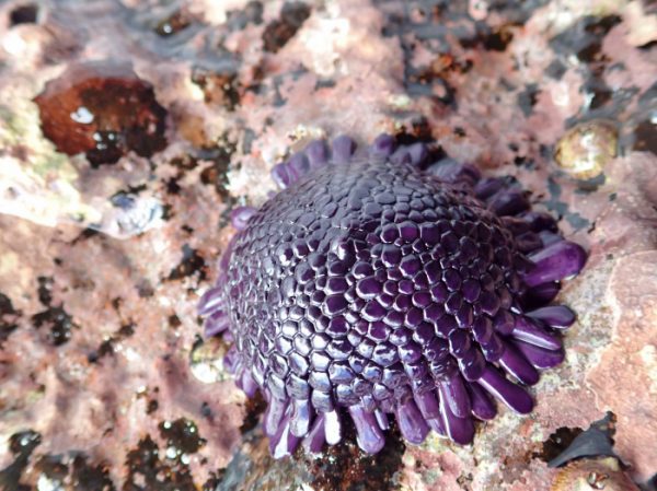 Shield Sea Urchin