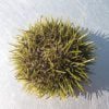 Green Urchin