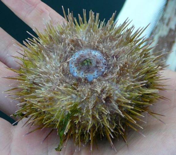 Green Urchin