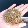 Green Urchin