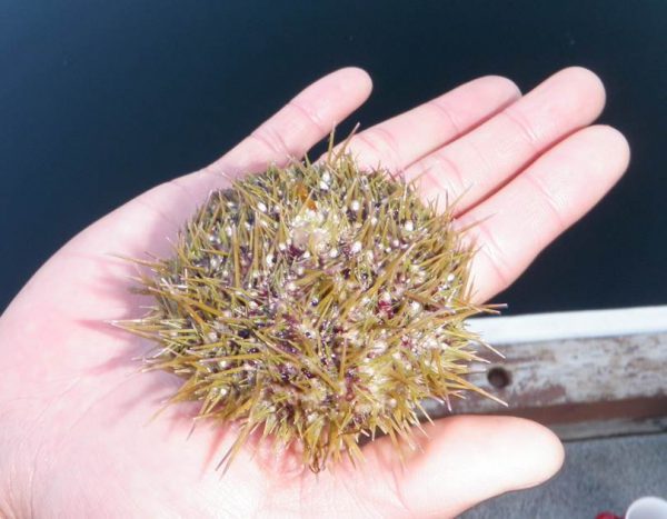 Green Urchin