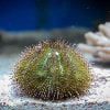 Green Urchin