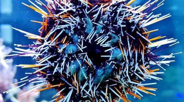 توتیای پشمالوی رنگارنگ