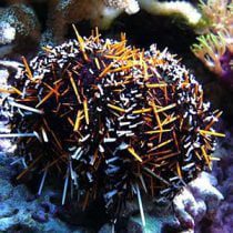 توتیای پشمالوی رنگارنگ