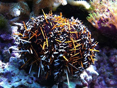 توتیای پشمالوی رنگارنگ