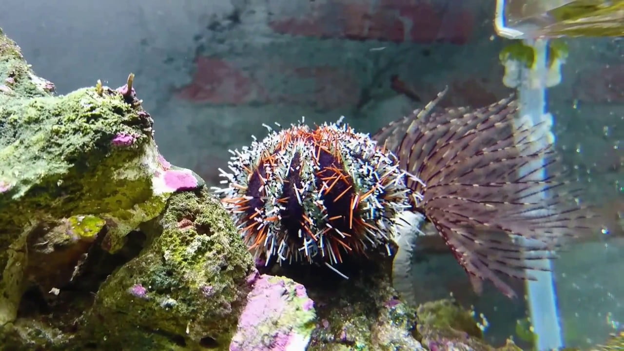 توتیای پشمالوی رنگارنگ