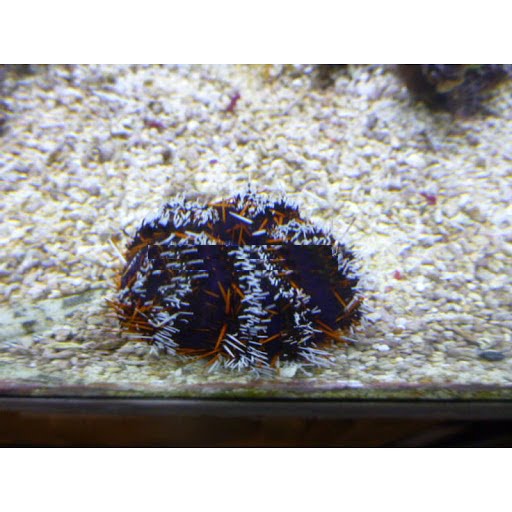 توتیای پشمالوی رنگارنگ