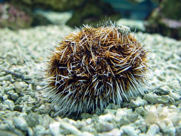 توتیای پشمالوی رنگارنگ