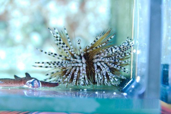 توتیا دریایی گورخری