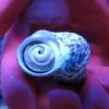 Mexican Turbo Snail