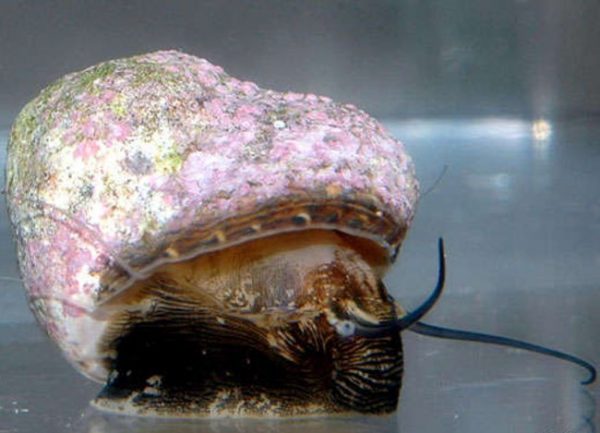 حلزون دریایی مارگاریتا