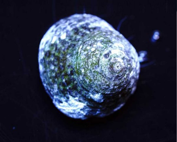 حلزون دریایی مارگاریتا