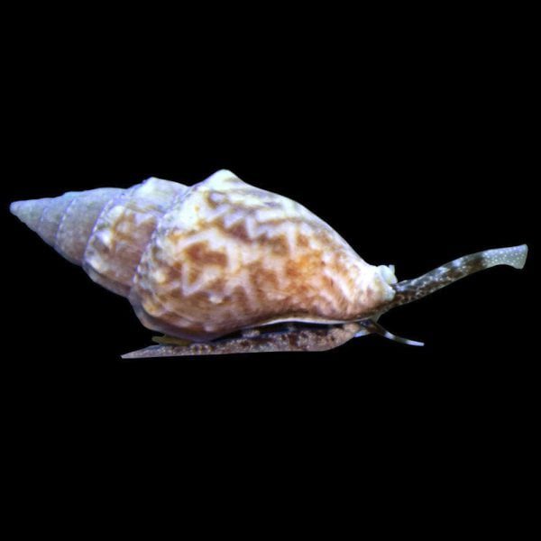 Nassarius Snail