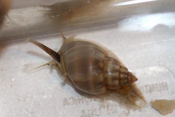 Nassarius Snail