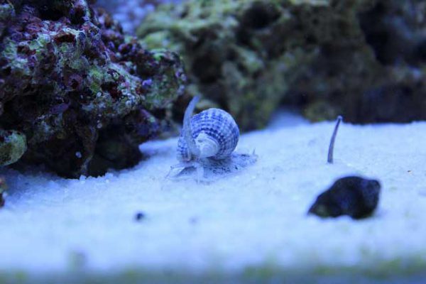 Nassarius Snail