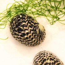 حلزون دریایی نریت کارائیب