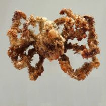 خرچنگ عنکبوتی دکوراتور