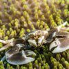 Porcelain Anemone Crab