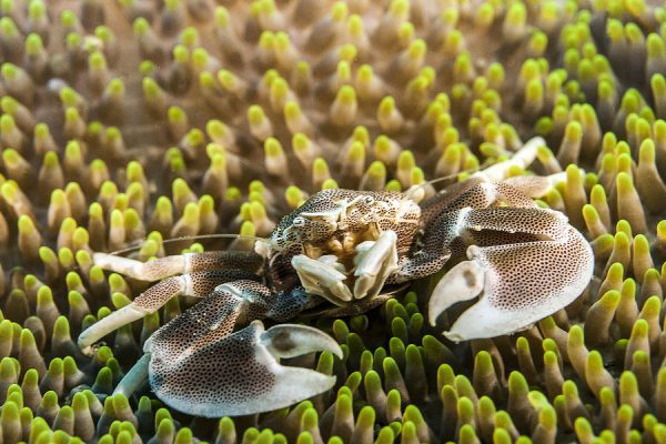 Porcelain Anemone Crab