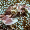 Porcelain Anemone Crab