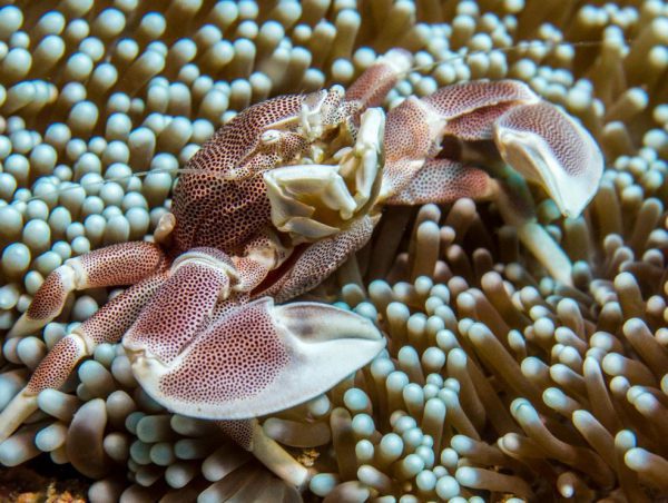 Porcelain Anemone Crab