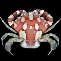 خرچنگ دلقک شقایق