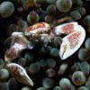 Porcelain Anemone Crab